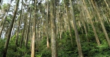 Ulusal bir parktaki orman dinlenme alanındaki yüksek çam ağaçları.