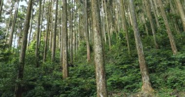 Ulusal bir parktaki orman dinlenme alanındaki yüksek çam ağaçları.