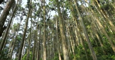 Ulusal bir parktaki orman dinlenme alanındaki yüksek çam ağaçları.