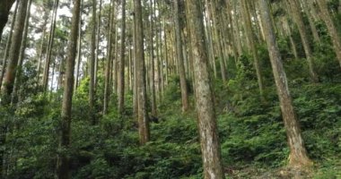 Ulusal bir parktaki orman dinlenme alanındaki yüksek çam ağaçları.