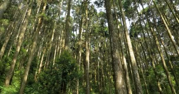 Torenhoge Sparren Bomen Een Bos Recreatiegebied Een Nationaal Park — Stockvideo