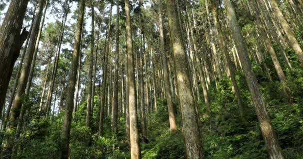 Torenhoge Sparren Bomen Een Bos Recreatiegebied Een Nationaal Park — Stockvideo