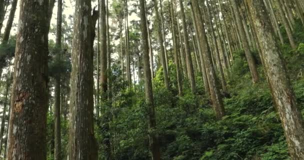 Árvores Abeto Uma Área Recreação Florestal Parque Nacional — Vídeo de Stock