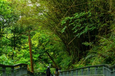 Orman Yolu, Shifenliao Şelale Parkı, New Taipei Şehri, Tayvan