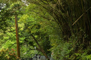 Orman Yolu, Shifenliao Şelale Parkı, New Taipei Şehri, Tayvan