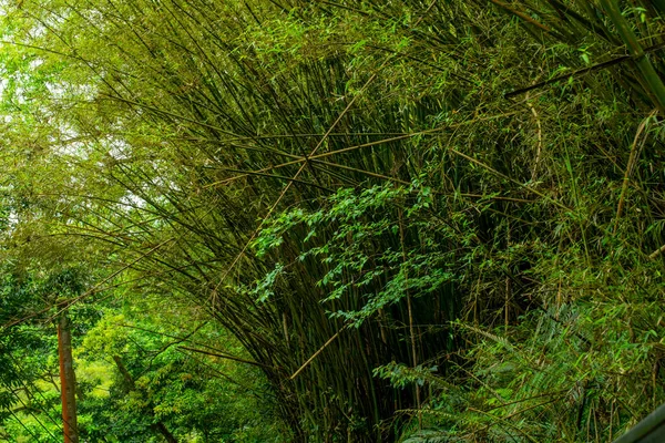 Bos Trail Shifenliao Waterval Park New Taipei City Taiwan — Stockfoto