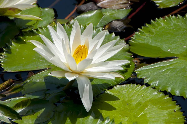 Schöne Lotusblume Teich Des Resorthotels Bali Indonesien — Stockfoto