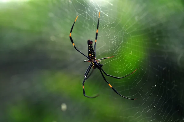 Closeup Dangerous Arachnid Green Spider — Stock Photo, Image