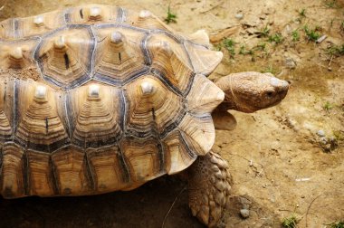 Karada yaşayan en uzun hayvan olan Turtle sebze yiyor.