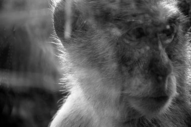 Hayvanat bahçesindeki vahşi hayvan maymunu