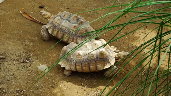 Schildpad Het Langst Levende Dier Het Land Eet Groenten — Stockfoto