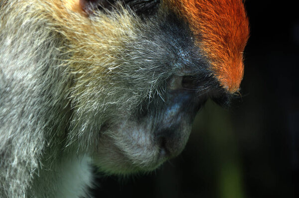 Wild animal animal monkey in zoo