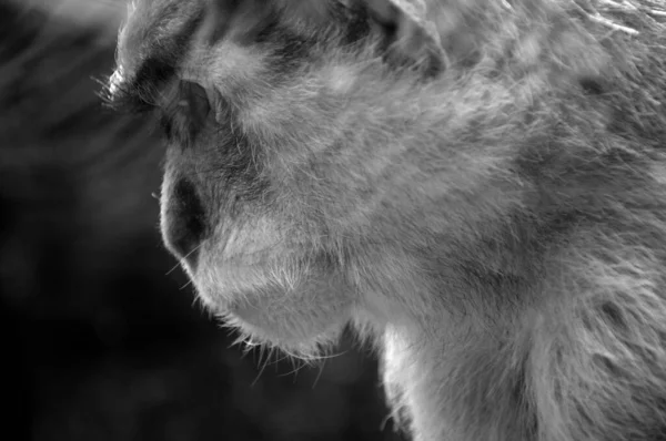 Wildtier Affe Zoo — Stockfoto