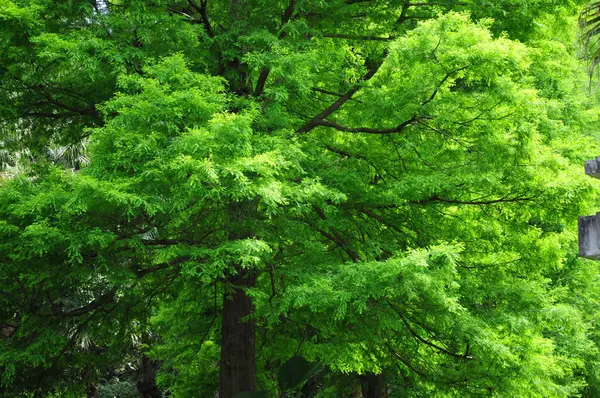 Primavera Está Aquí Los Árboles Están Llenos Hojas Verdes —  Fotos de Stock