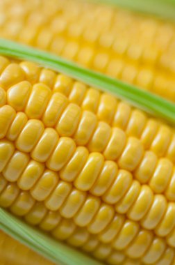 Mısır insanlar için önemli bir yemektir.