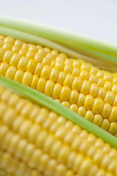 Corn Important Staple Food Humans — Stock Photo, Image