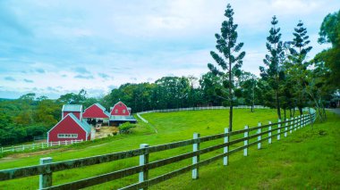 Çayırdaki doğal koruma alanındaki selvi ormanı