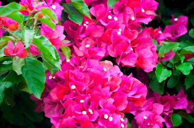 Bougainvillea duvarda kırmızı çiçeklerle çiçek açıyor.