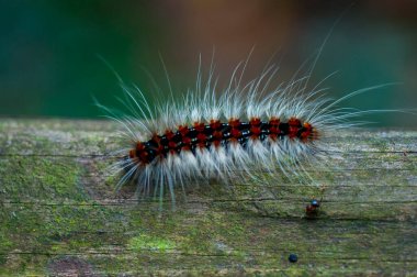 Renkli ve zengin tırtıl tahtada sürünüyor.