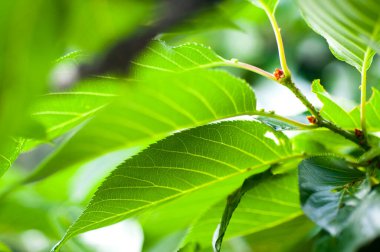 Güneş, zümrüt yeşili yaprakların arasından temiz ve şeffaf damarlarla parlar.