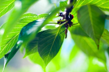 Güneş, zümrüt yeşili yaprakların arasından temiz ve şeffaf damarlarla parlar.