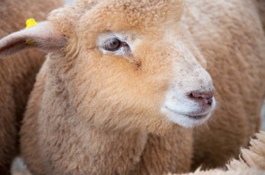 Şirin koyunlar alp çiftliğinin bozkırlarında yemek yiyorlar.