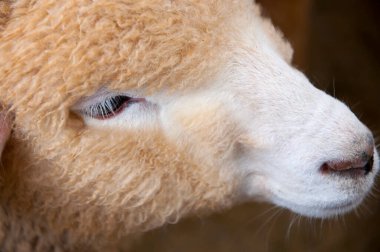 Şirin koyunlar alp çiftliğinin bozkırlarında yemek yiyorlar.