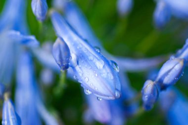 Ebedi otlar mavi-mor çiçekler açan çan çiçekleri.