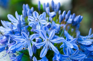 Ebedi otlar mavi-mor çiçekler açan çan çiçekleri.