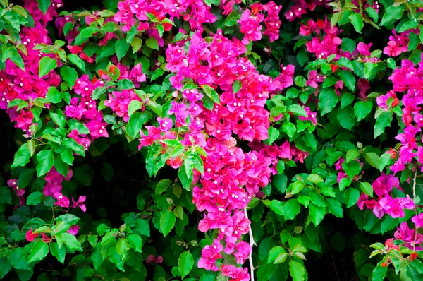 Bougainvillea Blommar Med Röda Blommor Väggen — Stockfoto