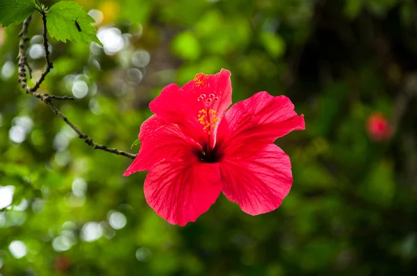 Flor Roja Grande Fresca Floreciente Luz Del Sol Flor Del —  Fotos de Stock