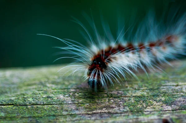 Chenille Colorée Riche Rampant Sur Bois — Photo