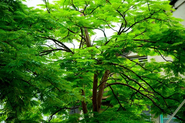 Árbol Fénix Planta Subtropical Con Hermosas Flores Llamas Plena Floración —  Fotos de Stock