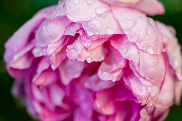 Красива Багата Декоративна Рослина Квітка Півонії — стокове фото