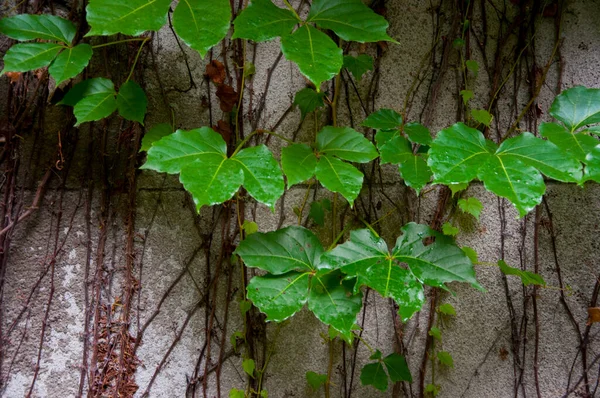 Low Wall Garden Covered Emerald Fresh Wall Creepers — Stock Photo, Image