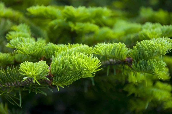 Cypress Δέντρα Στο Βουνό Hehuan Ταϊβάν Εθνική Περιοχή Δασικής Αναψυχής — Φωτογραφία Αρχείου