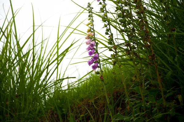 Flores Sino Pradaria Estão Florescendo Nas Montanhas Verão — Fotografia de Stock