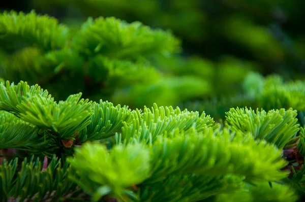 Cypress Δέντρα Στο Βουνό Hehuan Ταϊβάν Εθνική Περιοχή Δασικής Αναψυχής — Φωτογραφία Αρχείου