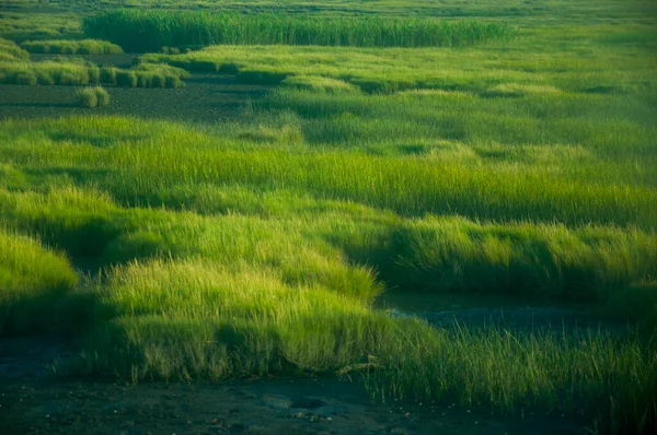 台湾台中西海岸景区高梅湿地公园 — 图库照片