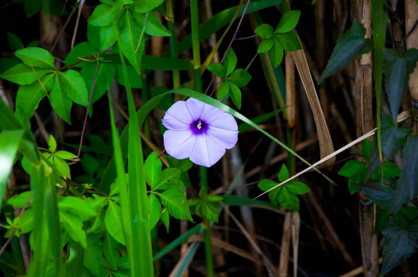 Wildflowers Często Postrzegane Wszędzie Chwała Rano — Zdjęcie stockowe