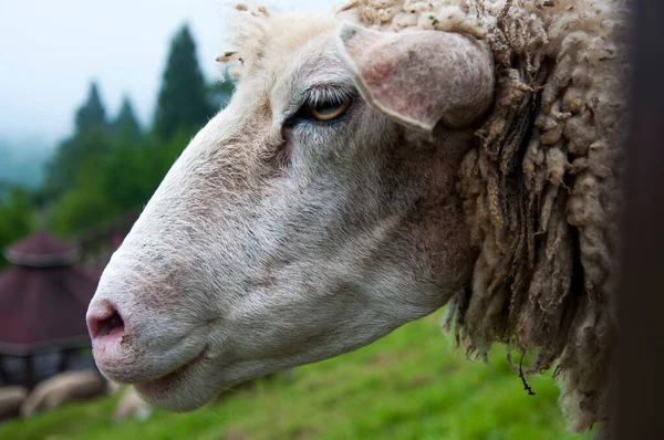 Roztomilé Ovce Jedí Alpské Farmě Stepi — Stock fotografie