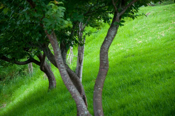 高山草场 绿树成荫 — 图库照片