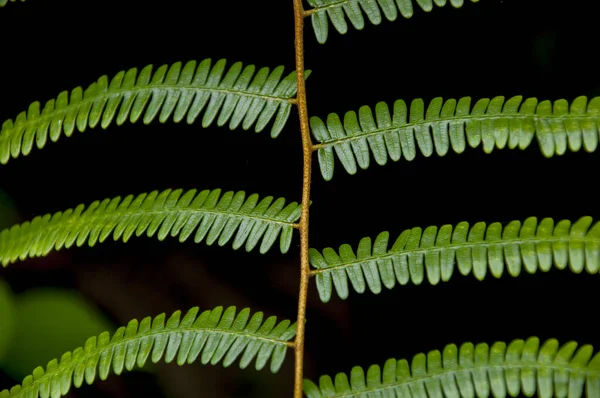 Plantas Verdes Frescas Samambaias — Fotografia de Stock