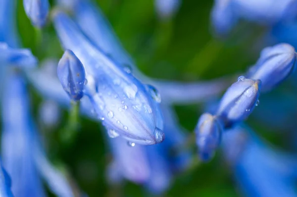 Plante Herbacée Vivace Fleurs Bluebell Floraison Bleu Violet Fleurs — Photo