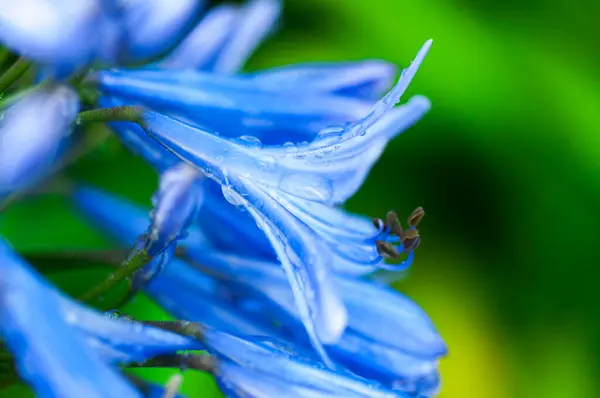Plante Herbacée Vivace Fleurs Bluebell Floraison Bleu Violet Fleurs — Photo