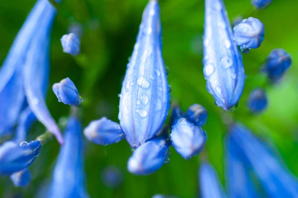 Plante Herbacée Vivace Fleurs Bluebell Floraison Bleu Violet Fleurs — Photo