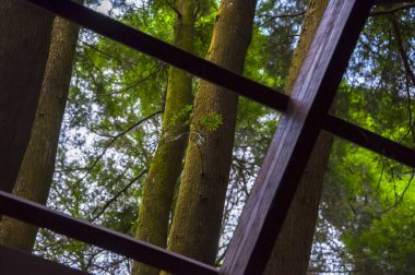Yoğun bir ormandaki ağaç ev ziyaretçilere ormanı gösteriyor.