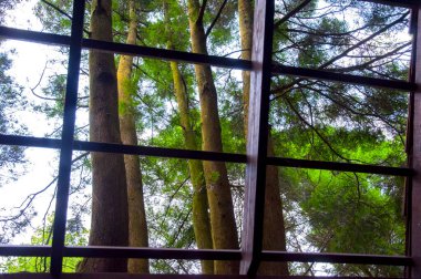 Yoğun bir ormandaki ağaç ev ziyaretçilere ormanı gösteriyor.