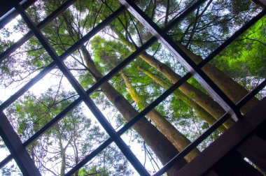 Yoğun bir ormandaki ağaç ev ziyaretçilere ormanı gösteriyor.