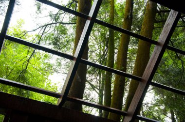 Yoğun bir ormandaki ağaç ev ziyaretçilere ormanı gösteriyor.